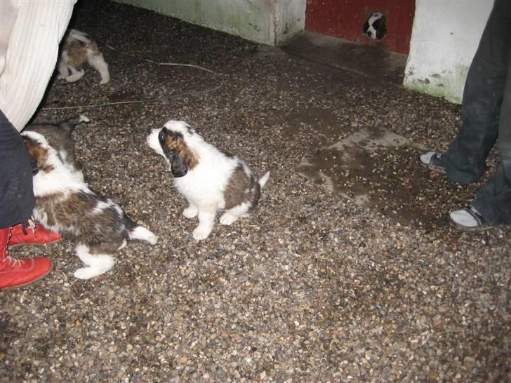 Sankt bernhardshund Basse - Basse holder nøje øje med hvad der sker :) billede 2