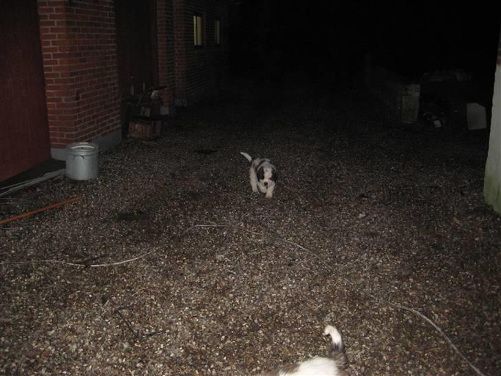 Sankt bernhardshund Basse - Basse  kommer når vi kalder... billede 3