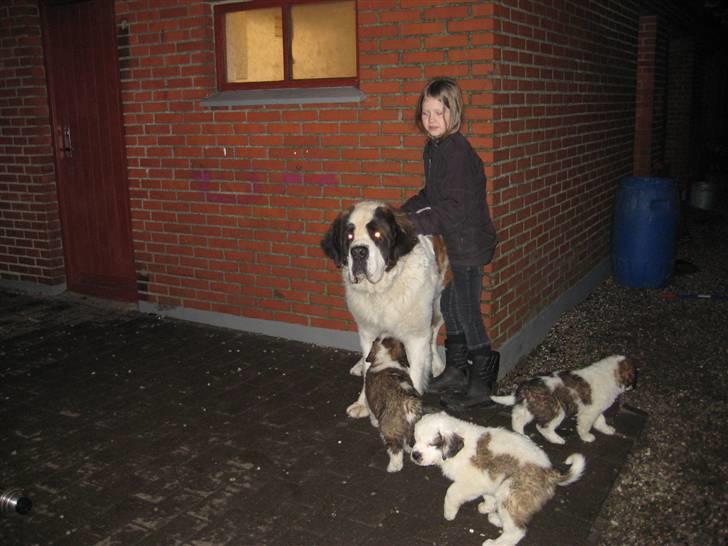 Sankt bernhardshund Basse - Basses flotte store far på 101 kg billede 4