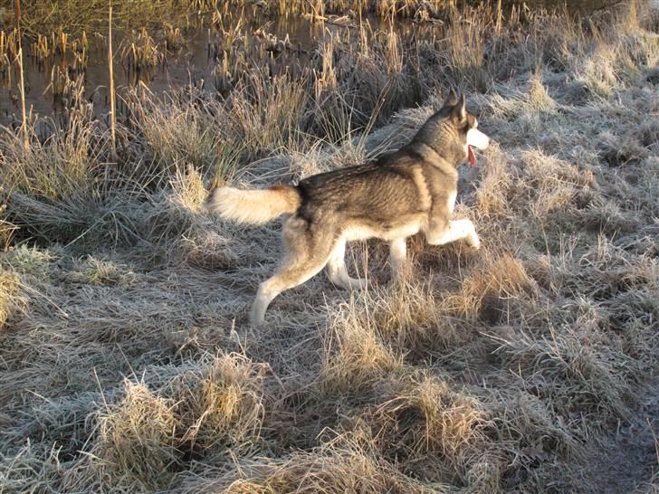 Siberian husky Sjanto billede 14