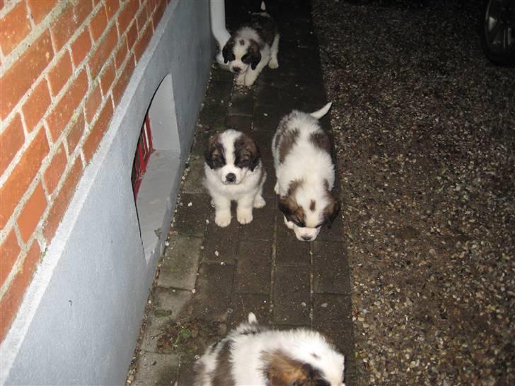 Sankt bernhardshund Basse - Basse sammen med hans søskende basse er i midten ved siden at sin søster som sidder ned billede 5