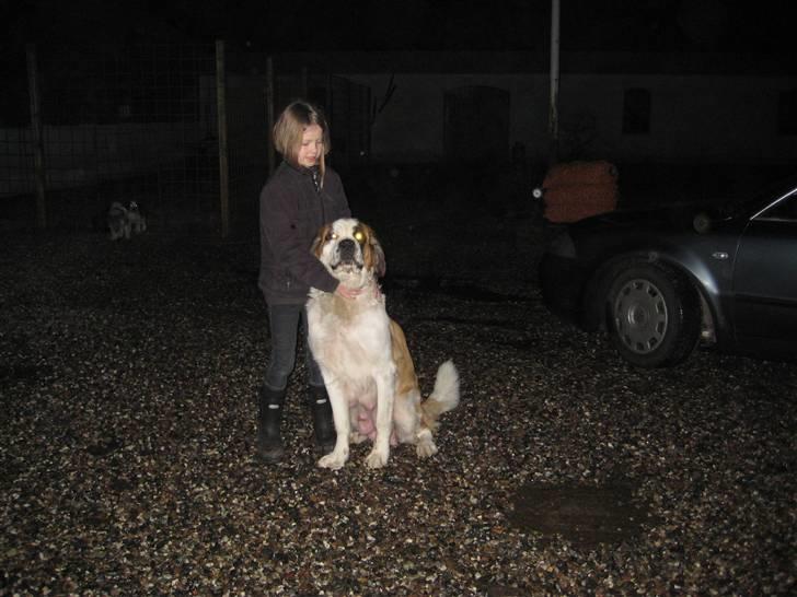 Sankt bernhardshund Basse - Basses søde mor billede 6