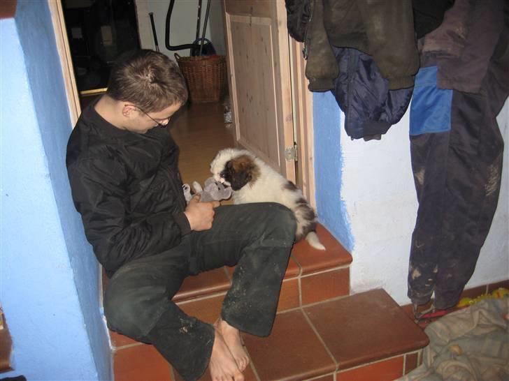 Sankt bernhardshund Basse - Basse er lige kommet hjem til os efter tre lange timer i bil billede 7