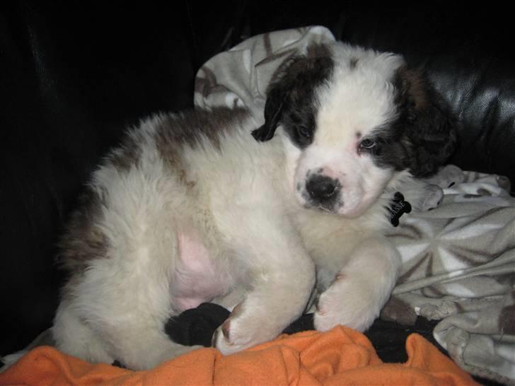 Sankt bernhardshund Basse - ligger godt. billede 8