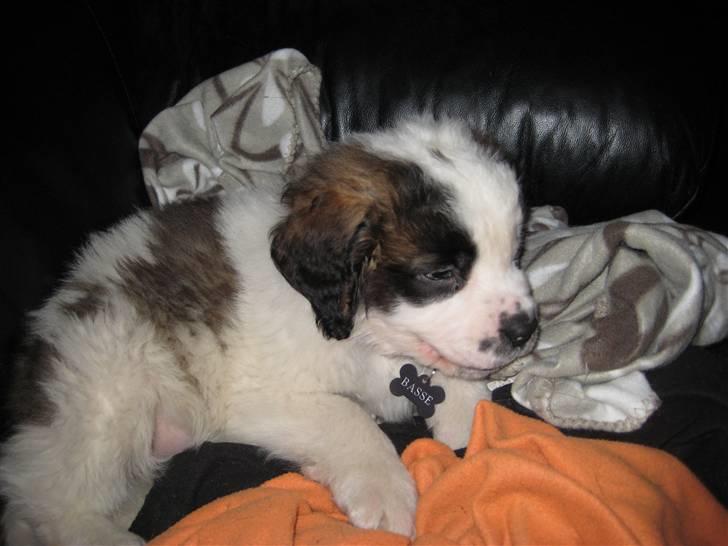 Sankt bernhardshund Basse - ligger og hygger sig... billede 9