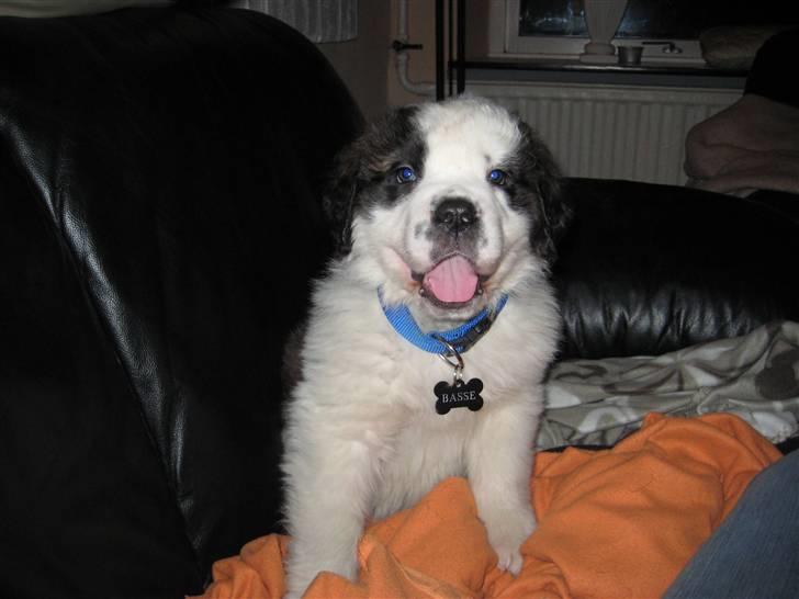 Sankt bernhardshund Basse - Halloooo billede 10