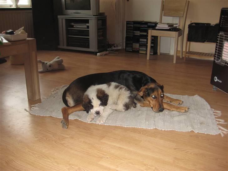 Sankt bernhardshund Basse - Ligger sammen med søster kemba billede 11