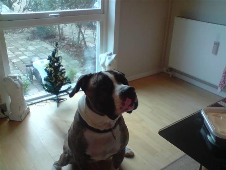 Amerikansk bulldog Kenzo billede 15