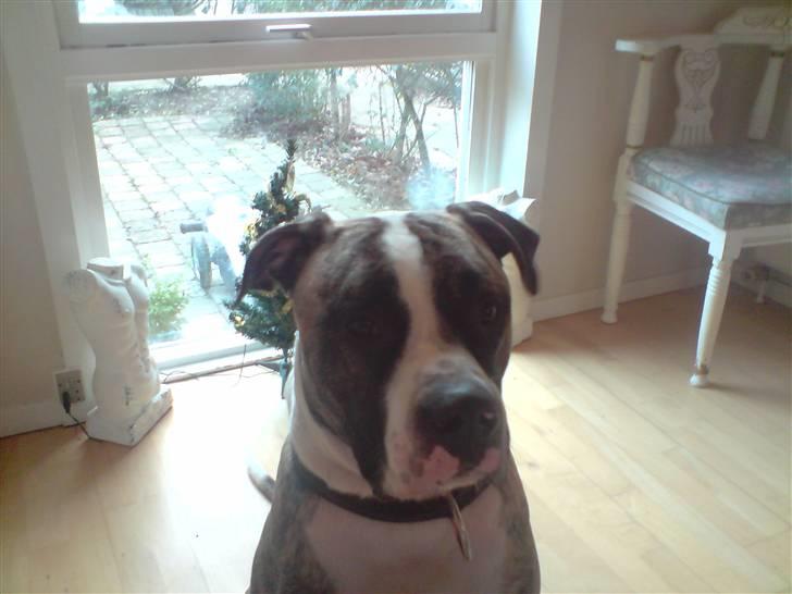 Amerikansk bulldog Kenzo billede 16