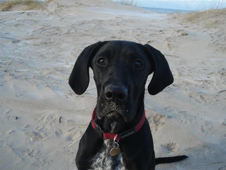 Blanding af racer Zola billede 13