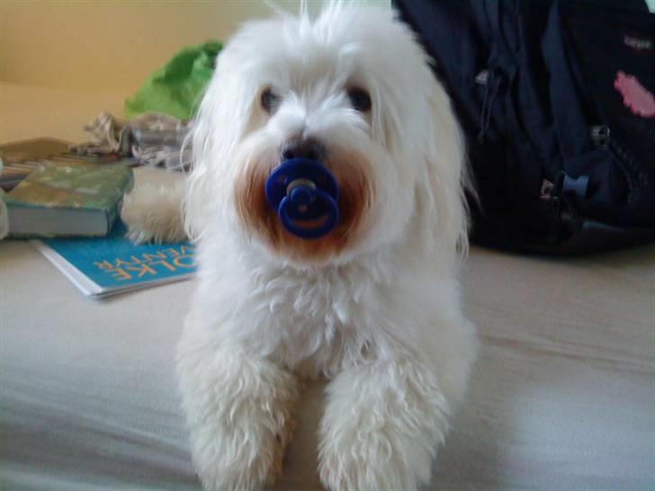 Coton de tulear Marni Dalbox Coton Unique billede 18