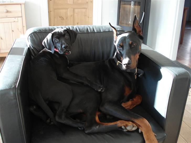 Blanding af racer Zola billede 14