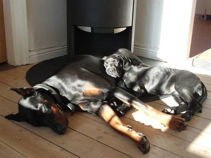 Blanding af racer Zola billede 15