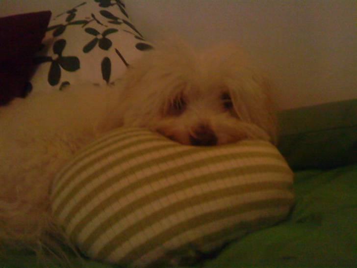 Coton de tulear Marni Dalbox Coton Unique - Hvor er det bare SKØNT at ligge i Celinas seng!!:D billede 19