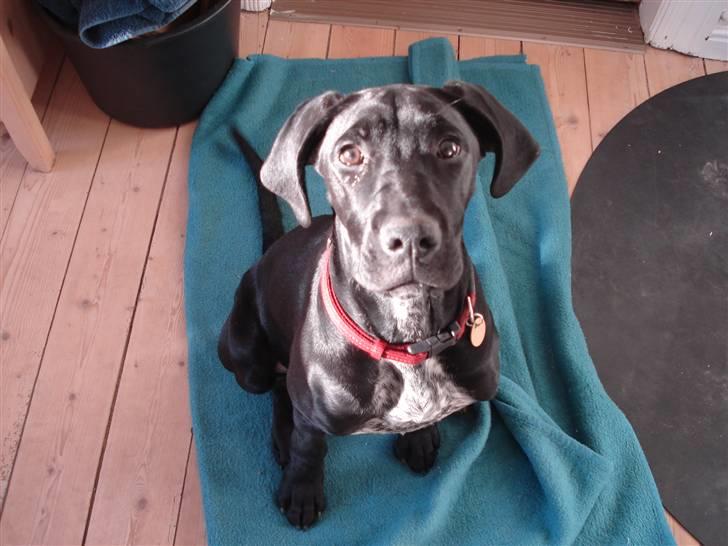 Blanding af racer Zola billede 16