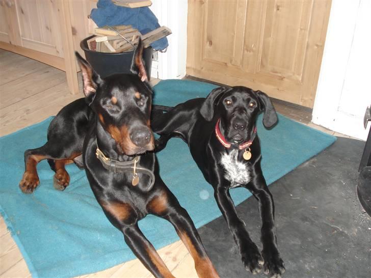 Blanding af racer Zola billede 17