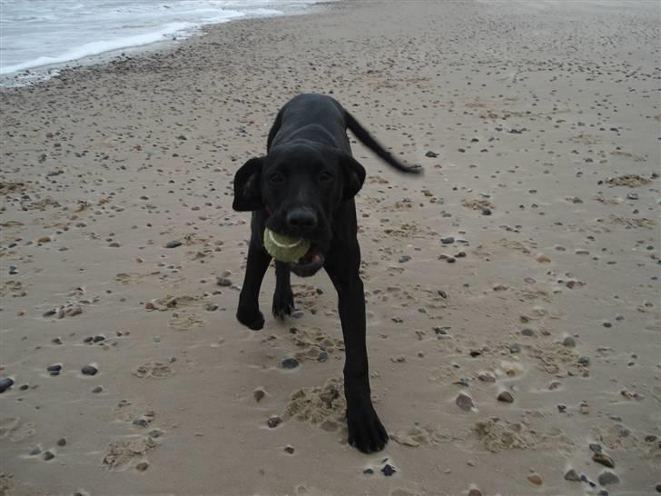 Blanding af racer Zola billede 18