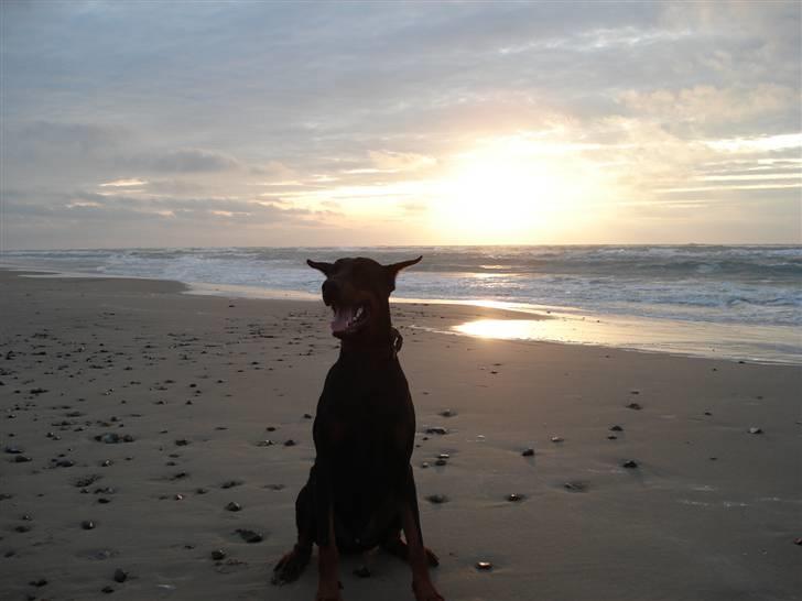 Dobermann Zippo billede 12