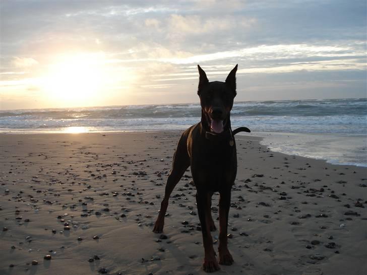 Dobermann Zippo billede 13