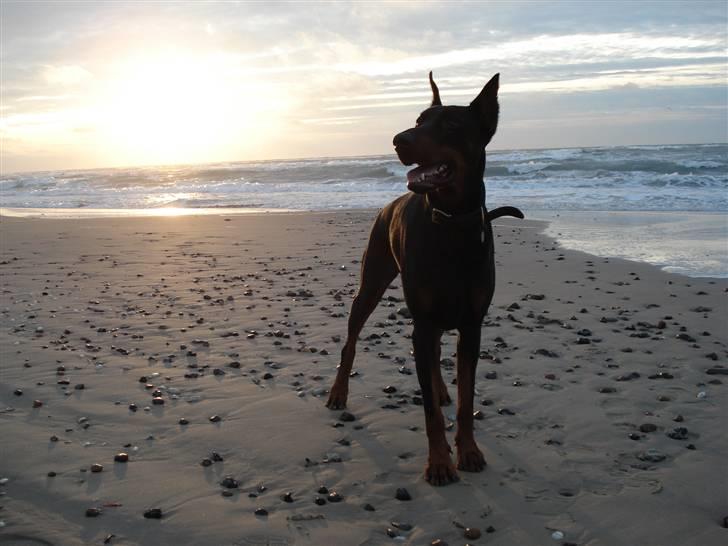 Dobermann Zippo billede 14