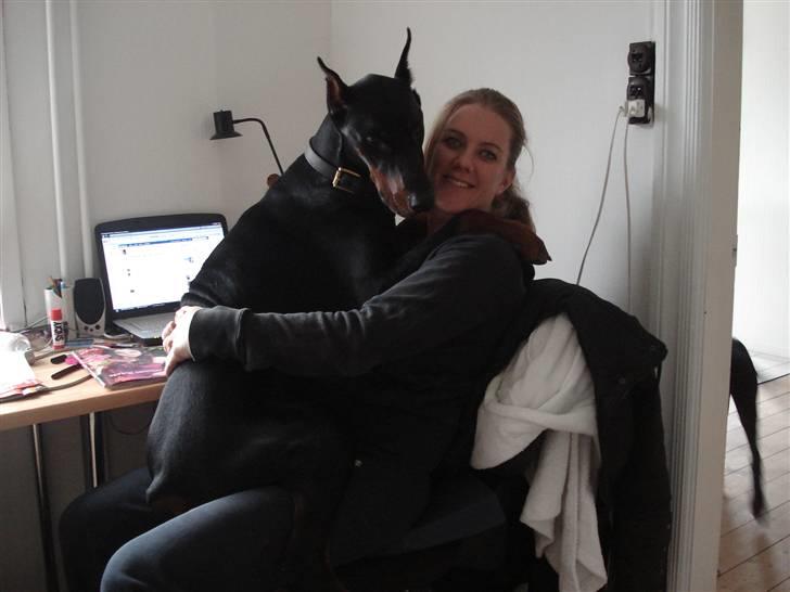 Dobermann Zippo billede 15