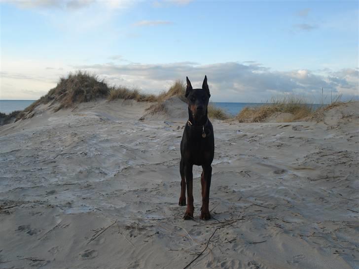 Dobermann Zippo billede 16