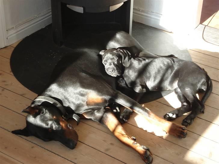 Dobermann Zippo billede 17