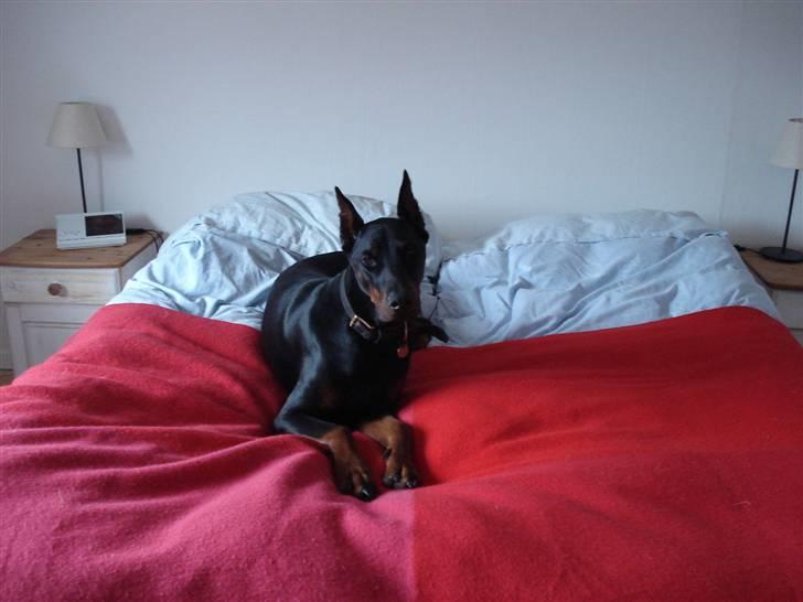 Dobermann Zippo billede 18