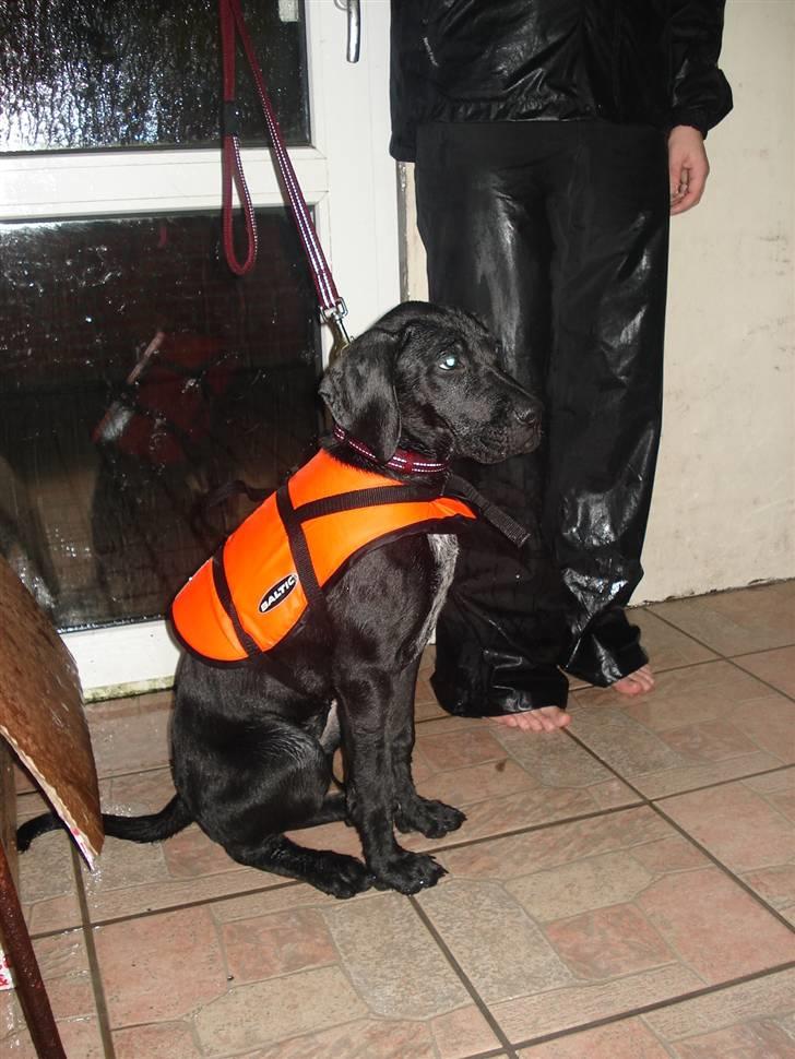 Blanding af racer Zola billede 19