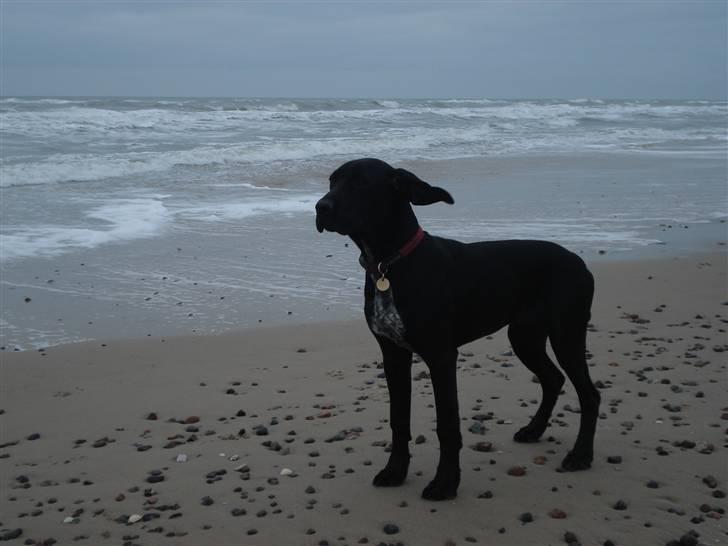 Blanding af racer Zola billede 20