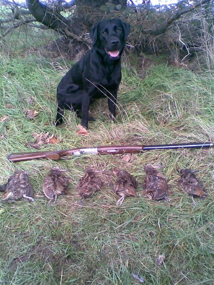 Labrador retriever Anton billede 9