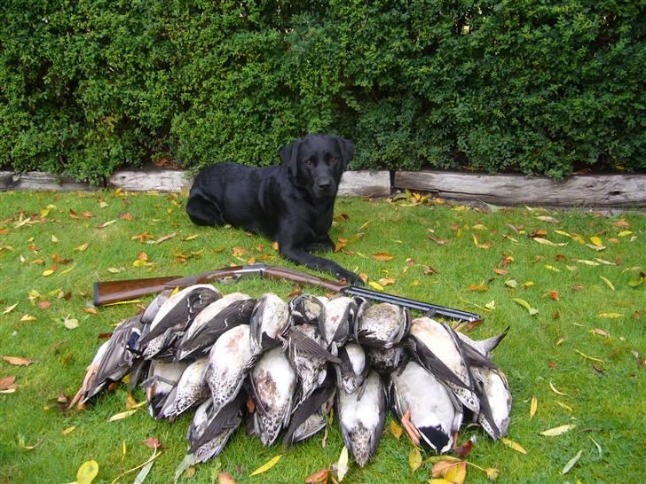 Labrador retriever Anton billede 10