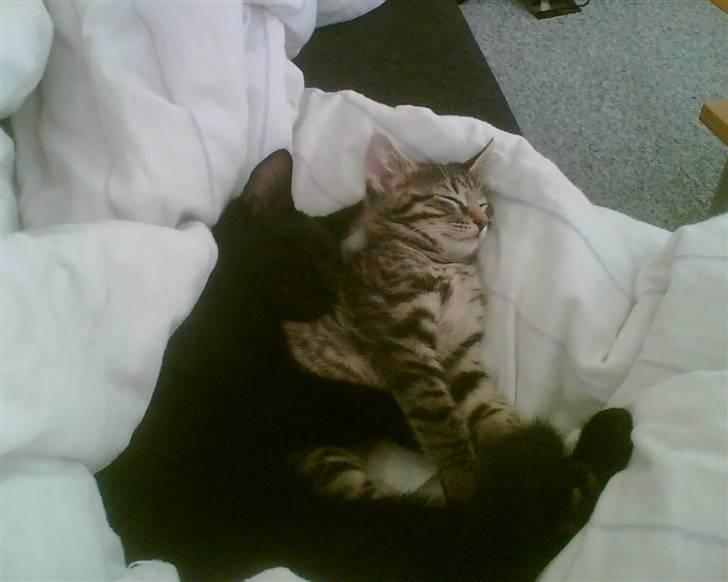 Dansk svensk gaardhund Buster - Den grå er idag Busters gode legekammerat billede 7