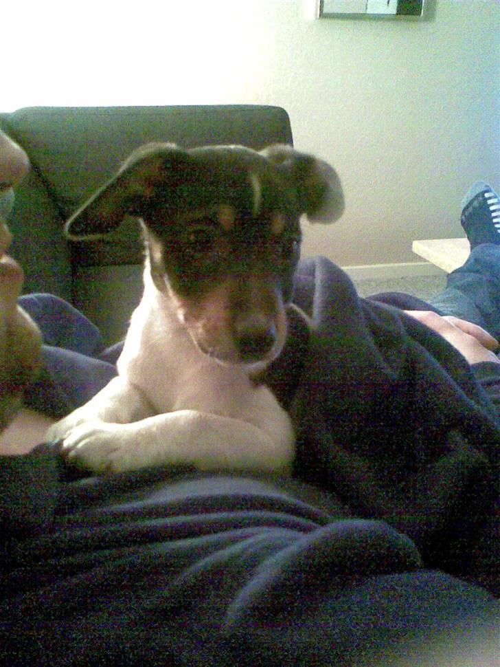 Dansk svensk gaardhund Buster billede 8