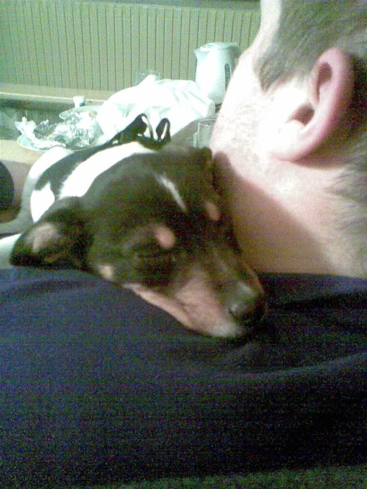 Dansk svensk gaardhund Buster - åh det er hårdt at få nyt hjem billede 9