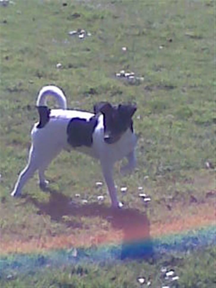 Dansk svensk gaardhund Buster billede 10