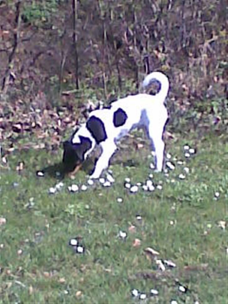 Dansk svensk gaardhund Buster billede 11