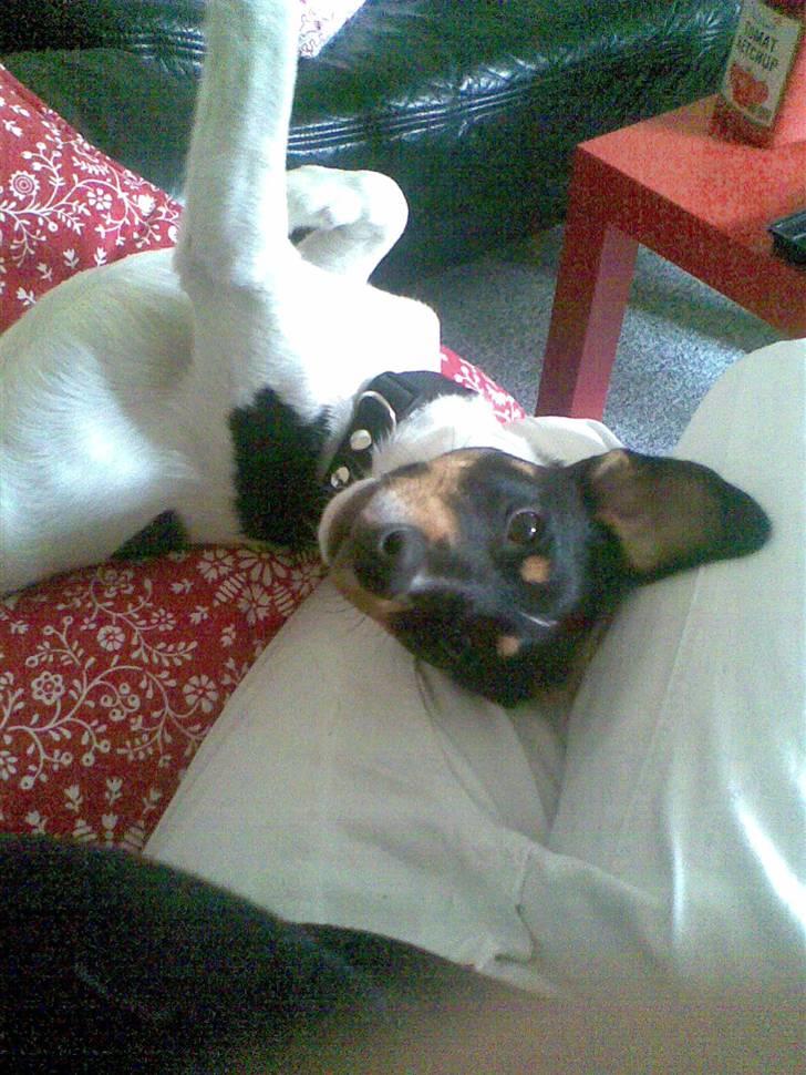 Dansk svensk gaardhund Buster billede 12