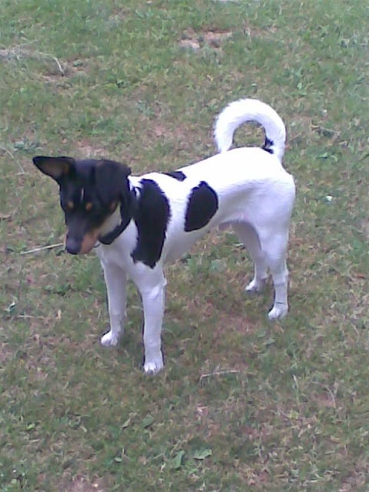 Dansk svensk gaardhund Buster billede 13