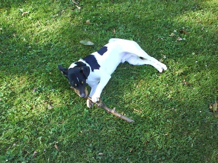 Dansk svensk gaardhund Buster billede 14