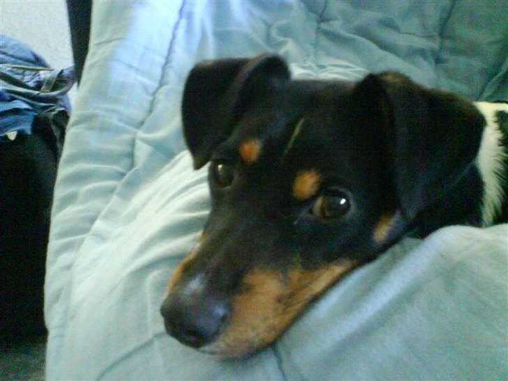 Dansk svensk gaardhund Buster billede 15