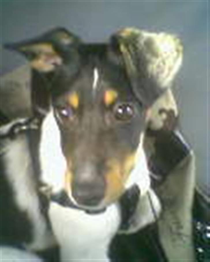 Dansk svensk gaardhund Buster billede 16