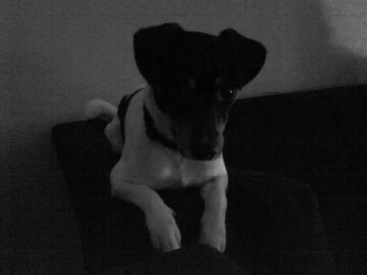 Dansk svensk gaardhund Buster billede 17