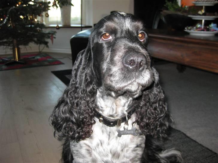 Cocker spaniel Sniffer(Ralph) Kennel barley - Jeg er fotomodel ! <3 billede 3