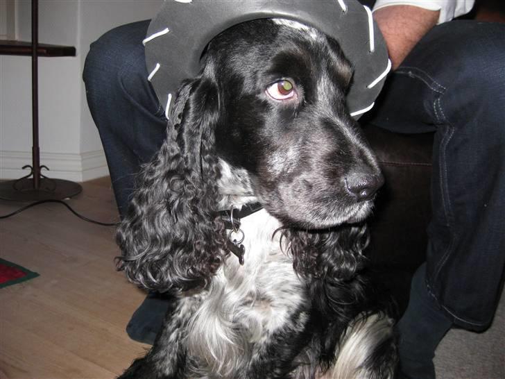 Cocker spaniel Sniffer(Ralph) Kennel barley - cowboy':) billede 4