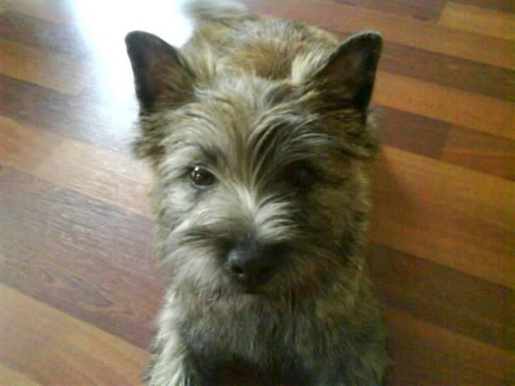 Cairn terrier Liva billede 6