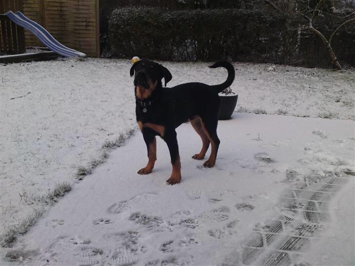 Rottweiler Balou billede 12