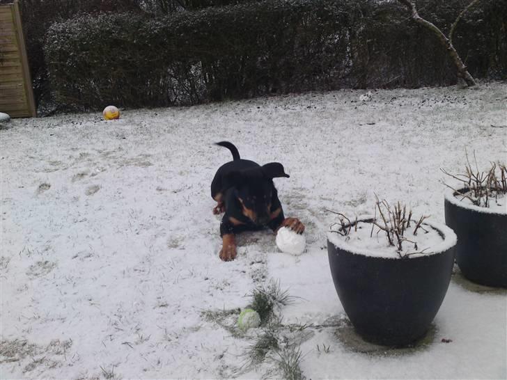 Rottweiler Balou billede 13