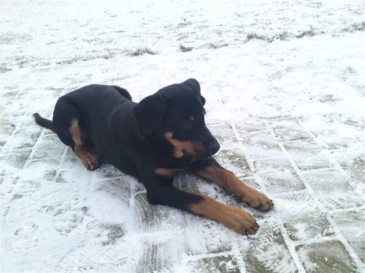 Rottweiler Balou billede 14