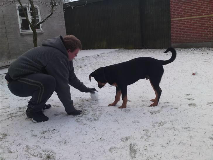 Rottweiler Balou billede 15